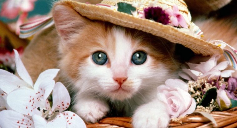 یک گربه زیبا برای فروش